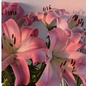 Meet your Posher, Malia Vanessa